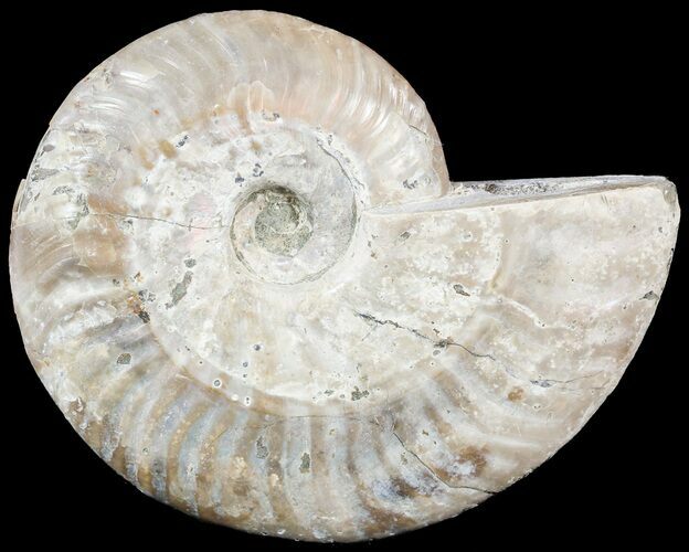 Silver Iridescent Ammonite - Madagascar #54875